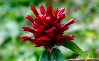 découvrez nos services complets pour l'organisation des obsèques, offrant soutien et accompagnement personnalisé en ces moments difficiles.